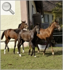 Hofgut Lichtenfeld